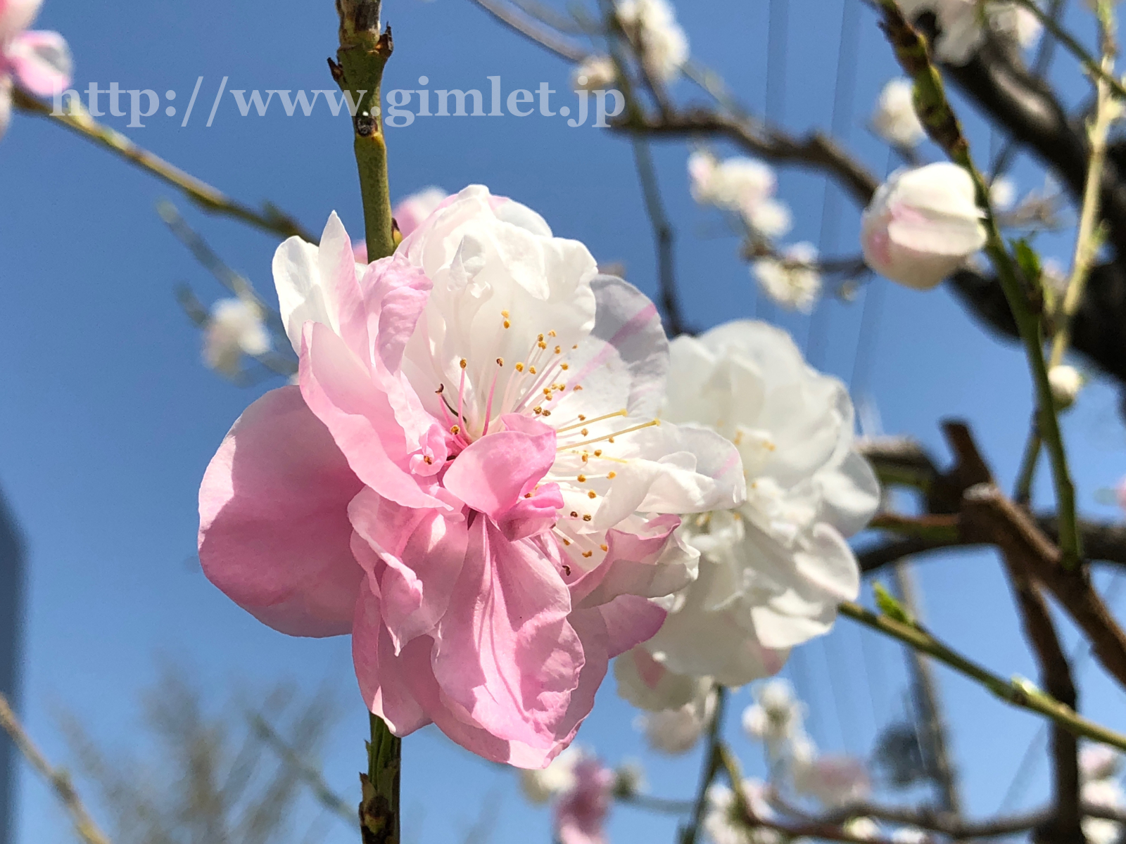 桃の花写真6